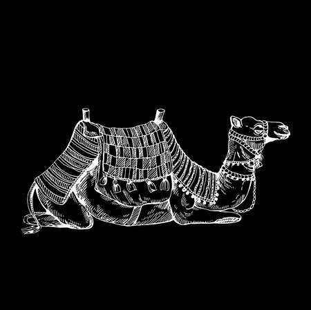 Hand drawn sketch style camel. Vector illustration isolated on black background.のイラスト素材