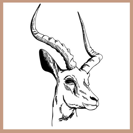 Hand drawn sketch style gazelle isolated on the white background. vector illustration.のイラスト素材