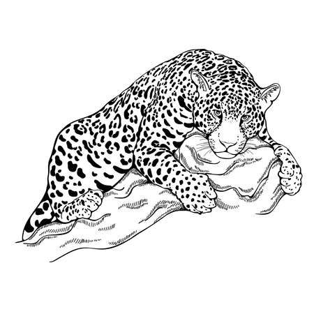 Hand drawn sketch style leopard isolated on white background. vector illustration.のイラスト素材