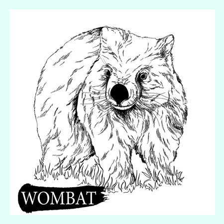 Hand drawn sketch style Wombat isolated on white background. Vector illustration.のイラスト素材