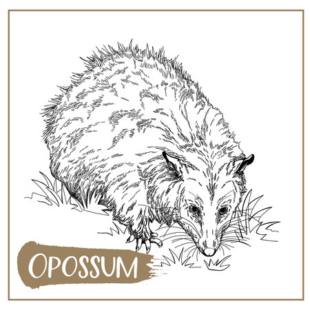 Hand drawn sketch style Opossum isolated on white background. Vector illustration.のイラスト素材