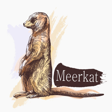 Hand drawn sketch style Meerkat isolated on white background. Vector illustration.のイラスト素材