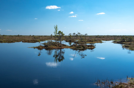 swamp, plants, nature, trees, ecology, landscape, bog