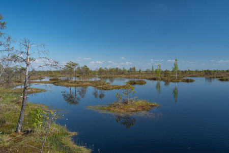 swamp, plants, nature, trees, ecology, landscape, bog