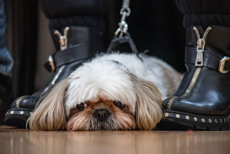 Shih Tzu dog lying on the floor in front of shoesの写真素材