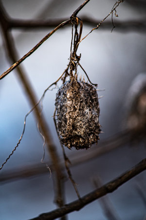 Plants, nature, dry, thorn, sharp, thorns, plant, in the forestの写真素材