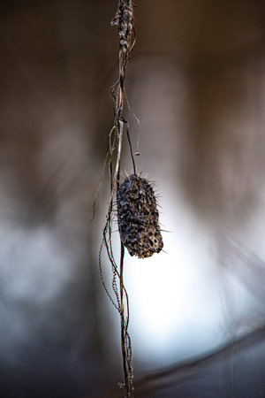 Plants, nature, dry, thorn, sharp, thorns, plant, in the forest