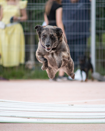 Dog jump