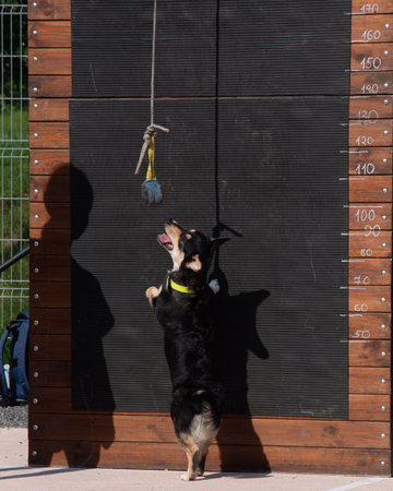 Dog jump