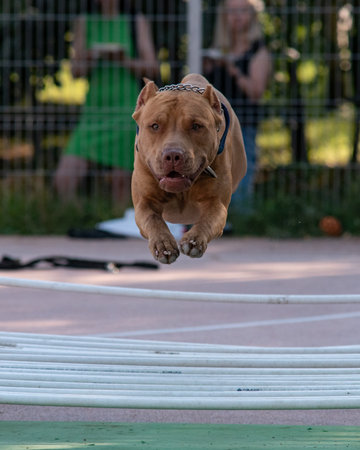 Dog jumping over an obstacle at a dog show.