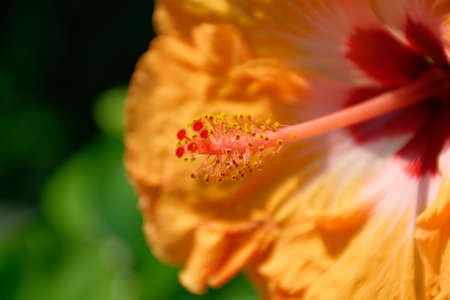 a nice orange flowerの写真素材