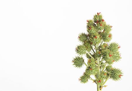 Castor Seeds, castor beans - Ricinus communisの写真素材