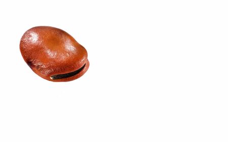 Vicia faba L - Fava brown dried beansの写真素材