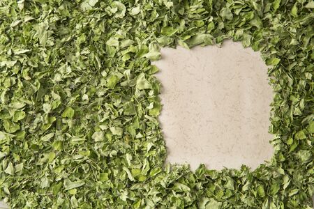 Moringa nutritional plant - Moringa oleifera