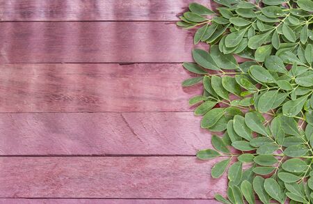 Fresh moringa leaves - Moringa oleifera. Top viewの写真素材