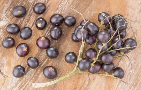 Fresh acai berries - Euterpe oleraceaの写真素材