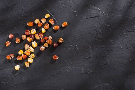 Variety of Creole maize from the Colombian Caribbean region - Zea mays
