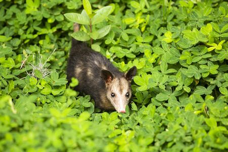 Didelphis marsupialis - marsupial mammal possum