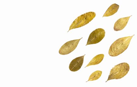 Erythroxylum leaves