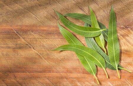 Fresh eucalyptus leaves on wooden background - Eucalyptus globulusの写真素材