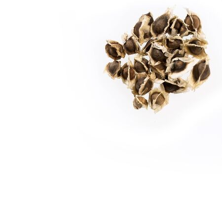 dried moringa seeds - Moringa oleiferaの写真素材
