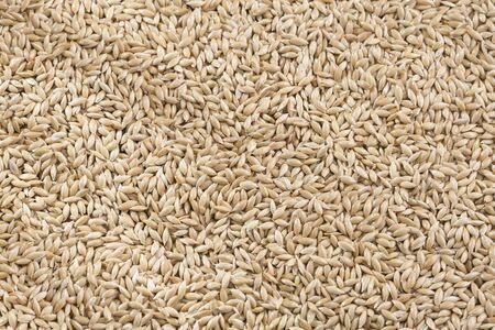 Canary seed - Phalaris canariensisの写真素材
