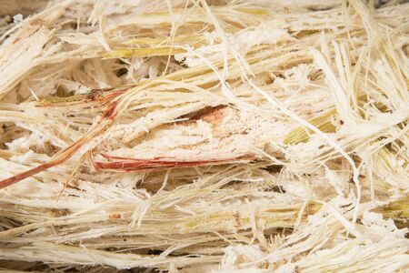 Waste of sugarcane - Saccharum officinarumの写真素材