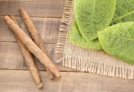 Tobacco leaves and tobacco - Nicotiana tabacum