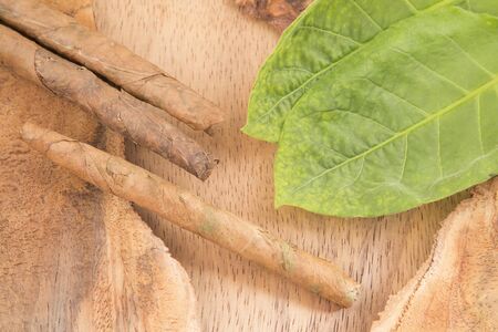 Tobacco leaves and tobacco - Nicotiana tabacumの写真素材