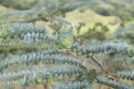 Medicinal leaves of eucalyptus - pulverulenta leavesの写真素材