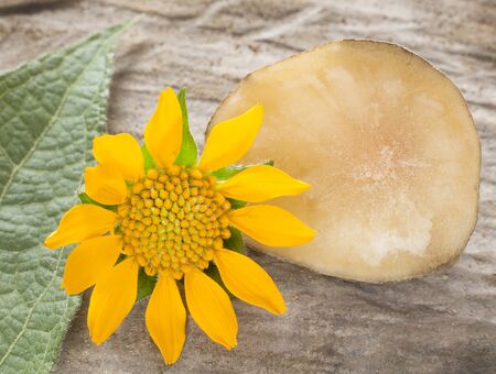 Fresh Yacon roots - Smallanthus sonchifoliusの写真素材