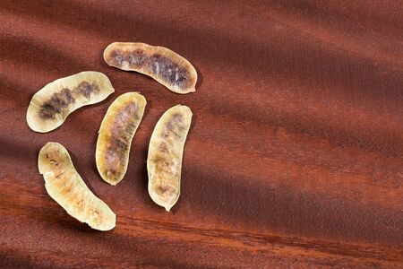 Acacia pods - Senna alexandrina - Cassia acutifolia. Wooden backgroundの写真素材
