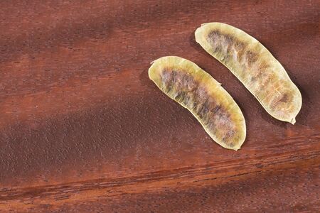 Acacia pods - Senna alexandrina - Cassia acutifolia. Wooden backgroundの写真素材