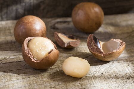Macadamia nuts - Macadamia integrifoliaの写真素材