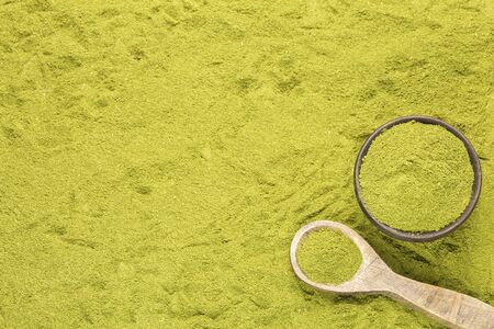 Moringa nutritional plant - Moringa oleiferaの写真素材