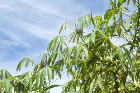 Cassava plantation farming - Manihot esculentaの写真素材