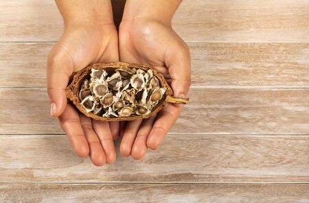 Hands holding moringa seeds - Moringa oleifera