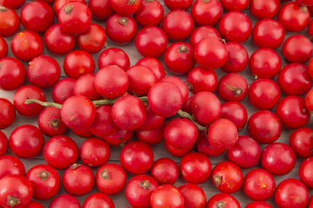 Corozo tropical fruit - Bactris guineensis - The can, pÃ­ritu, gÃ¼is, coyol or uvita, corozo, is a species of plant belonging to the family of palmsの写真素材