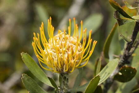 closeup of yellow pincushion protea flower, leucospermum high goldの写真素材