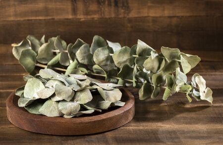 Dried eucalyptus leaves for infusion - Eucalyptus little boy blueの写真素材