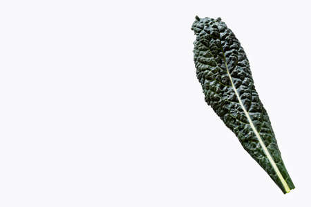 Tuscan black Kale - Brassica oleracea var