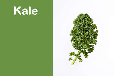 Organic curly kale leaf - Brassica oleracea var
