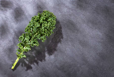 Organic curly kale leaf - Brassica oleracea varの写真素材