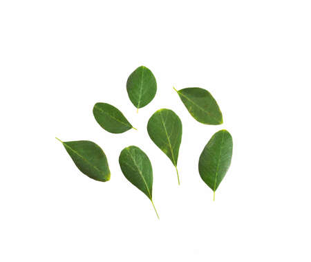 Moringa oleifera - Organic moringa green leavesの写真素材