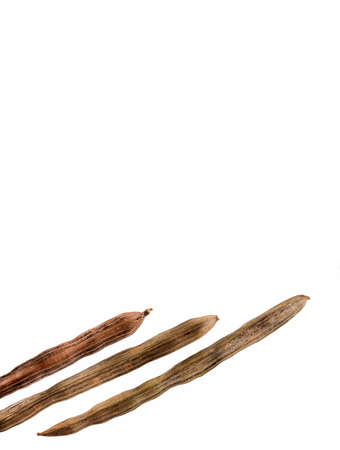 Moringa seed pods - Moringa oleifera. Text spaceの写真素材