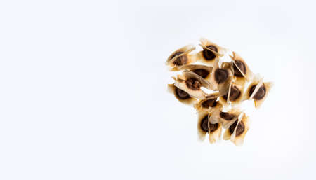 Dried moringa seeds - Moringa oleifera. Text spaceの写真素材