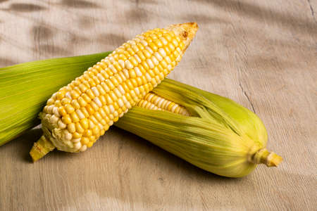 Tender ear of corn grown in Colombia fields - Zea mays