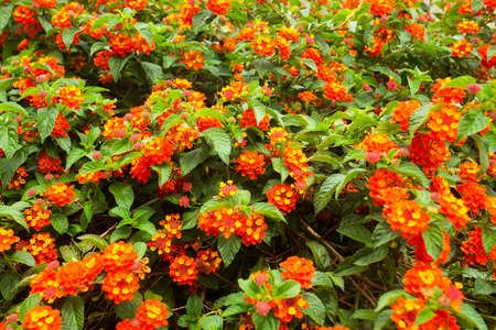 Lantana camara - Beautiful and colorful flowers