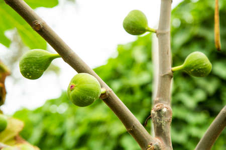Ficus carica - fig branch with green fruits