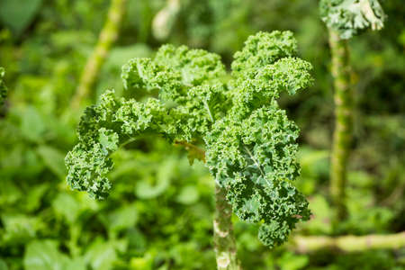 Green leaves of curly kale - Brassica oleracea var.